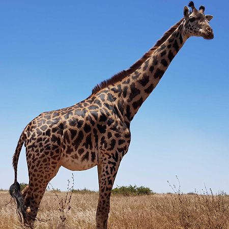 Teresita Home Jkia Nairobi Eksteriør billede