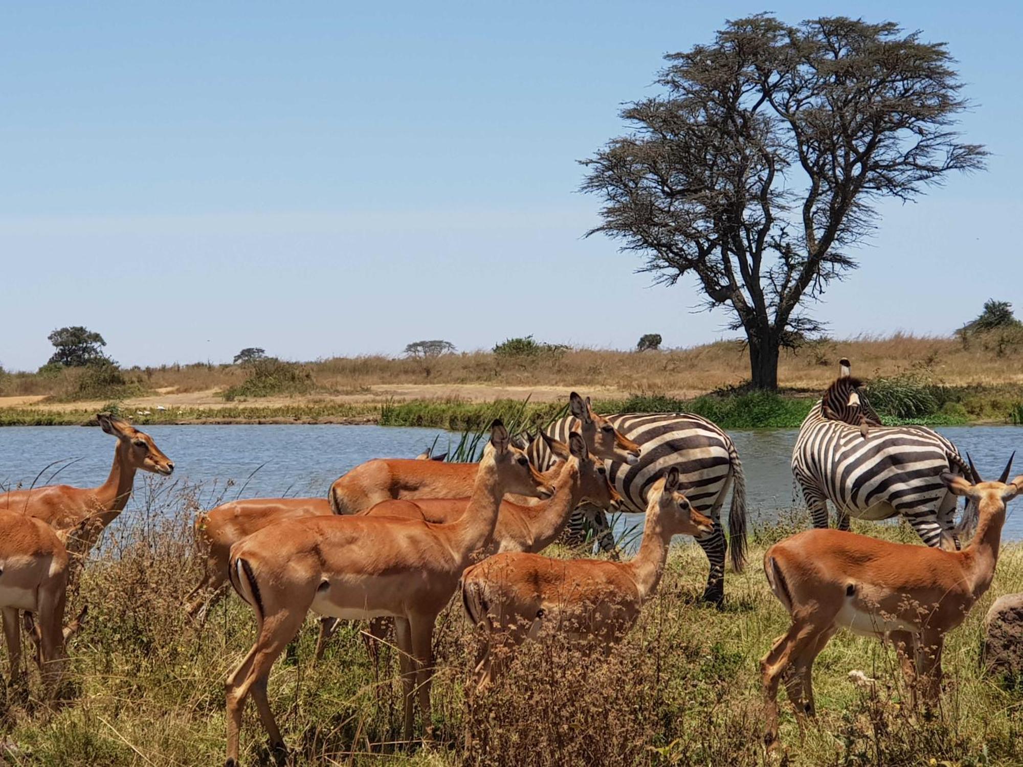 Teresita Home Jkia Nairobi Eksteriør billede