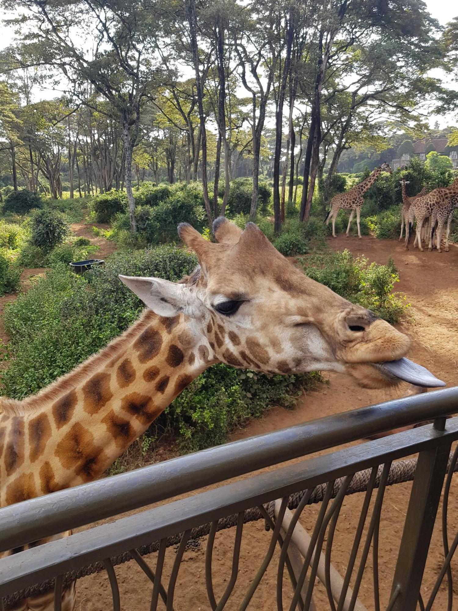Teresita Home Jkia Nairobi Eksteriør billede